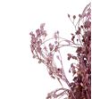 Broom bloom seco lila claro - BROSECLILCLA1