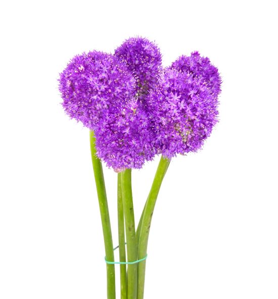 Allium ambassador 90 - ALLMOR