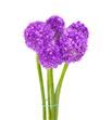 Allium ambassador 90 - ALLMOR