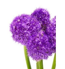 Allium ambassador 90 - ALLMOR