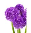 Allium ambassador 90 - ALLMOR1
