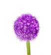 Allium ambassador 90 - ALLMOR2