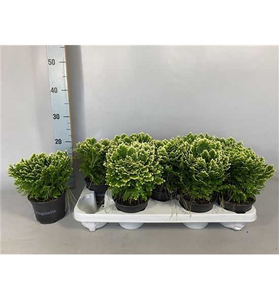 Pl. selaginella martensii jori 25cm x9 - SELMAR91225