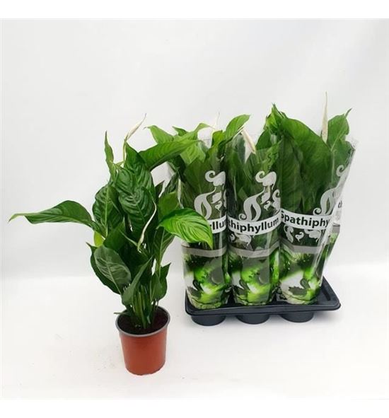 Pl. spathiphyllum sweet silvio 75cm x6 - SPASWESIL61775