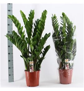 Pl. zamioculcas zamiiflolia 90cm x1 - ZAMZAM12190