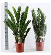 Pl. zamioculcas zamiiflolia 90cm x1 - ZAMZAM12190