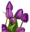 Tulipan nac negrita - TULNEG1
