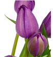 Tulipan nac negrita - TULNEG2