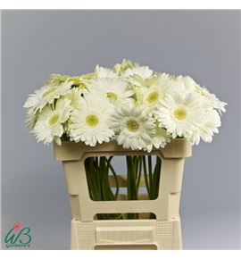 Gerbera terra icy 50 x10 - GERTERICY50