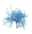 Helecho coral azul claro - HELCORAZUCLA