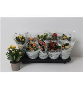Pl. kalanchoe mixto 6kl 24cm x10 - KALMIX61051024