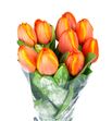 Tulipan nac ad rem - TULADREM