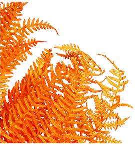 Helecho preservado naranja - HELPRENAR