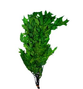 Querqus preservado verde - QUEPREVER