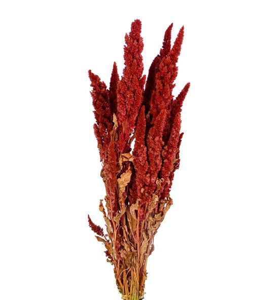 Amaranthus seco rosa - AMASECROS