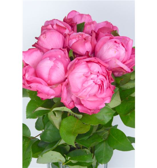 Rosa hol mon petit chou freelander 35 - RGRMONPET