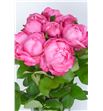 Rosa hol mon petit chou freelander 35 - RGRMONPET