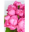 Rosa hol mon petit chou freelander 35 - RGRMONPET1