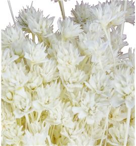 Hill flower seco blanco - HILFLOSECBLA