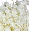 Hill flower seco blanco - HILFLOSECBLA1