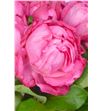 Rosa hol mon petit chou freelander 35 - RGRMONPET2