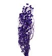 Sago seco purple - SAGSECPUR