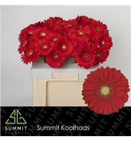 Gerbera carambole 50 x10 - GERCAR5010