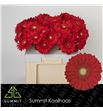 Gerbera carambole 50 x10 - GERCAR5010