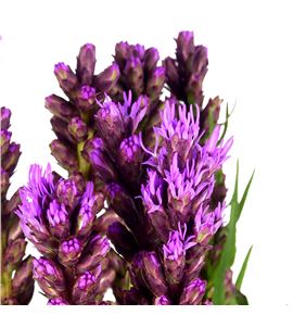 Liatrix callilepis 60 - LIACAL