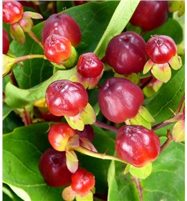 Hypericum magical cherry 50 - HYPMAGCHE