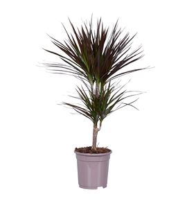 Pl. dracaena magenta 80cm x6 - DRAMAG61780