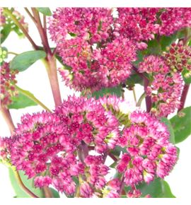 Sedum magical lizzy 60 - SEDMAGLIZ
