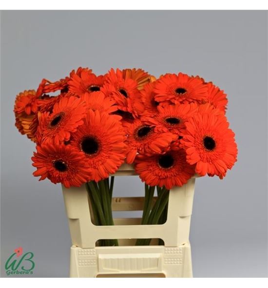 Gerbera prestige 50 x10 - GERPRES5010