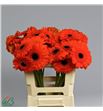 Gerbera prestige 50 x10 - GERPRES5010