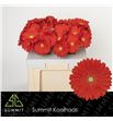 Gerbera red explosion 50 x10 - GERREDEXP5010