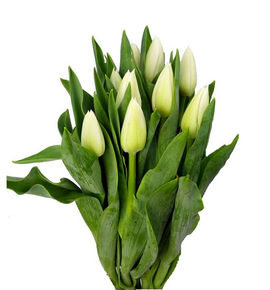 Tulipan update 34 - TULUP