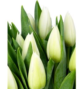 Tulipan update 34 - TULUP