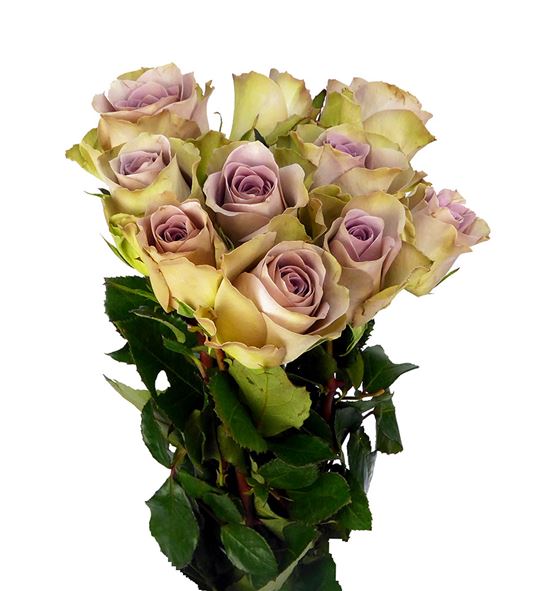Rosa hol amnesia 50 - RGRAMN