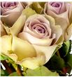 Rosa hol amnesia 50 - RGRAMN1