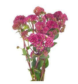 Sedum magical lizzy 60 - SEDMAGLIZ