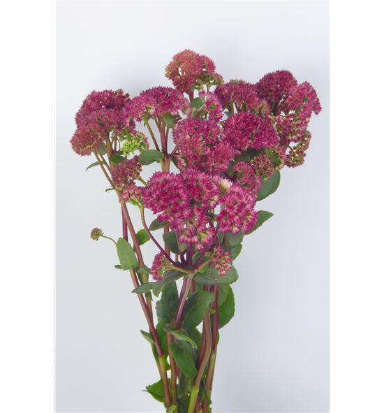 Sedum magical lizzy 60 - SEDMAGLIZ