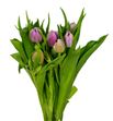Tulipan double price 35 - TULDOUPRI