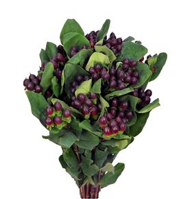 Hypericum rocky romance 60 - HYPROCROM