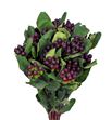 Hypericum rocky romance 60 - HYPROCROM