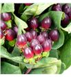 Hypericum rocky romance 60 - HYPROCROM1