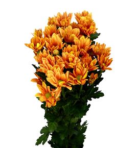 Marg hol. grand orange - MHGRAORA