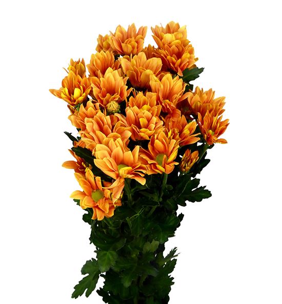 Marg hol. grand orange - MHGRAORA
