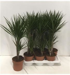 Pl. dracaena marginata 70cm x6 - DRAMAR61770