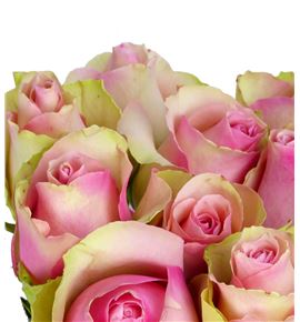 Rosa hol. belle rose 50 - RGRBELROS