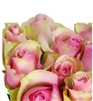 Rosa hol. belle rose 50 - RGRBELROS1